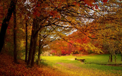 A Tongue Twisting Thanksgiving Story (VIDEO)